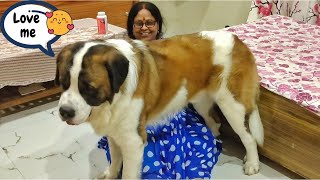 Tyzuu wants cuddles from Mom | Cute Dog Videos