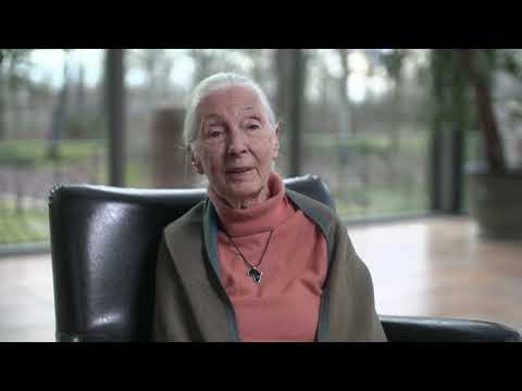 video-message-from-jane-goodall-on-covid-19