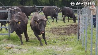 放牧の季節、牛たち伸び伸びと　大館・雨池牧場