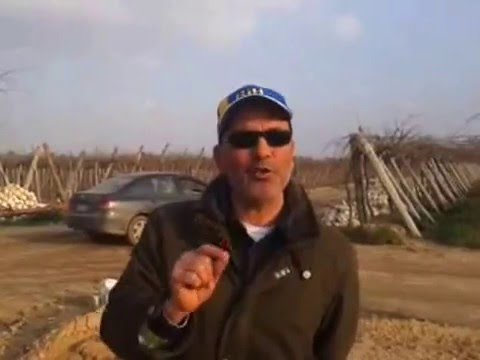 بعض التوصيات الهامة قبل زراعة العنب صنف الكريمسون د حسن سرور