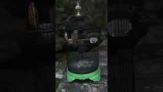 Masteran burung alarm subuh, suara syahdu dipagi hari screenshot 5