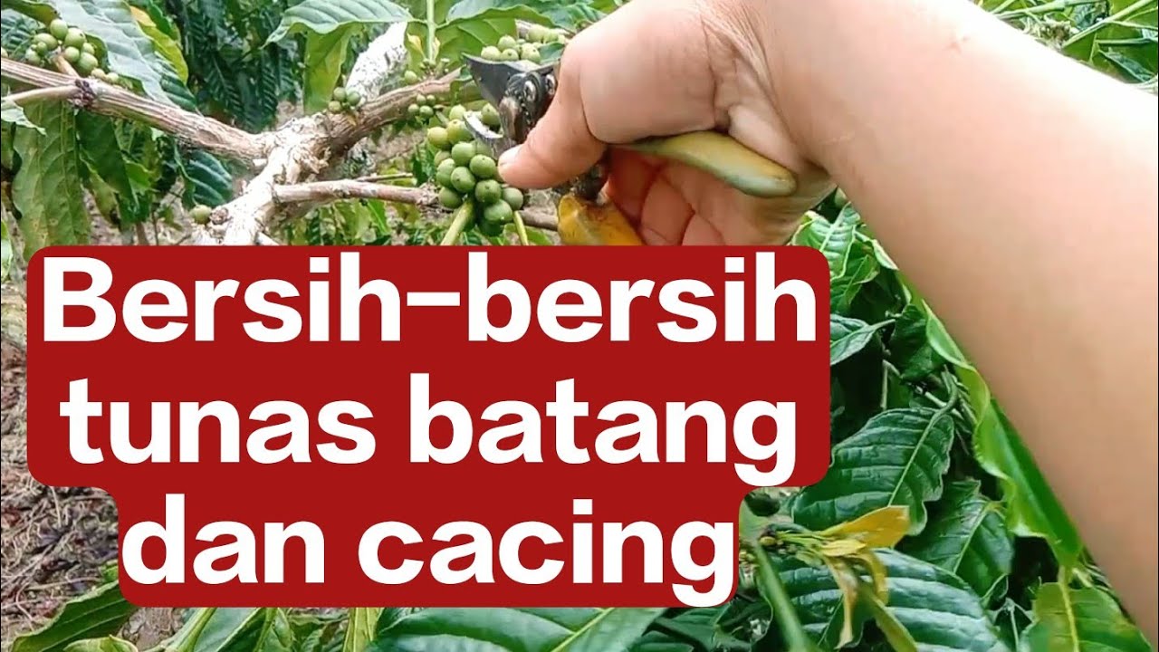 Membersihkan tunas kopi untuk meningkatkan hasil panen 