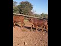 Bezerrada da Raça Sindi 2025 #gado #fazenda #mercadoagricola #pecuarista #agro  #valedoaraguaia