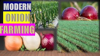 THE Onions  From Seed to Harvest 2024