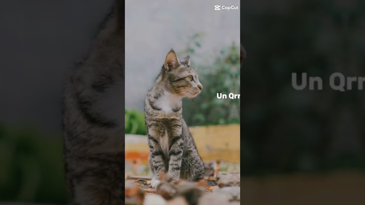 #dameungrrr#f #foryou #shortsvideo #lifeisbutadream #tranding #viralvideo