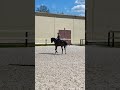Конный спорт. Лошадь учится выездке.