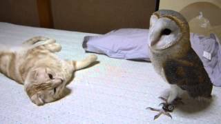 Кошка играет с совой Кошка играет с совой