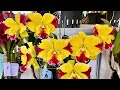 Sale ít hàng sưu tầm đài zl 0989214119#hoalannhuy #cattleya #hoalan
