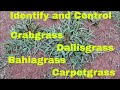 Weed Control and Identification of Crabgrass, Dallisgrass, Bahiagrass and Carpetgrass