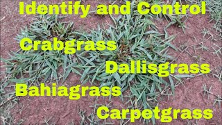 Weed Control and Identification of Crabgrass, Dallisgrass, Bahiagrass and Carpetgrass