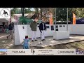 Capones nacional 2025