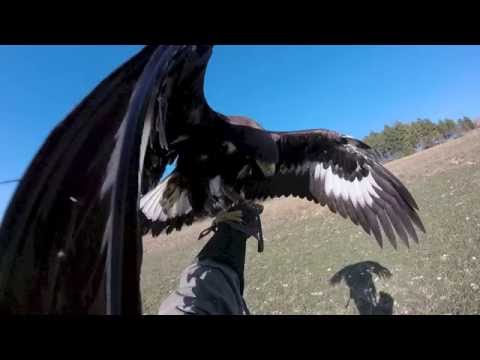 Video: I falconieri possono avere le aquile?