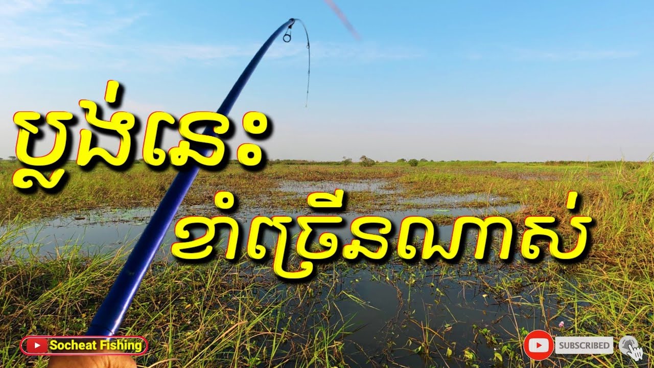 ប្លង់នេះខាំច្រើនណាស់ - Amazing snakehead fishing #fishingdaily #fishing #amazingfishing #fishtank
