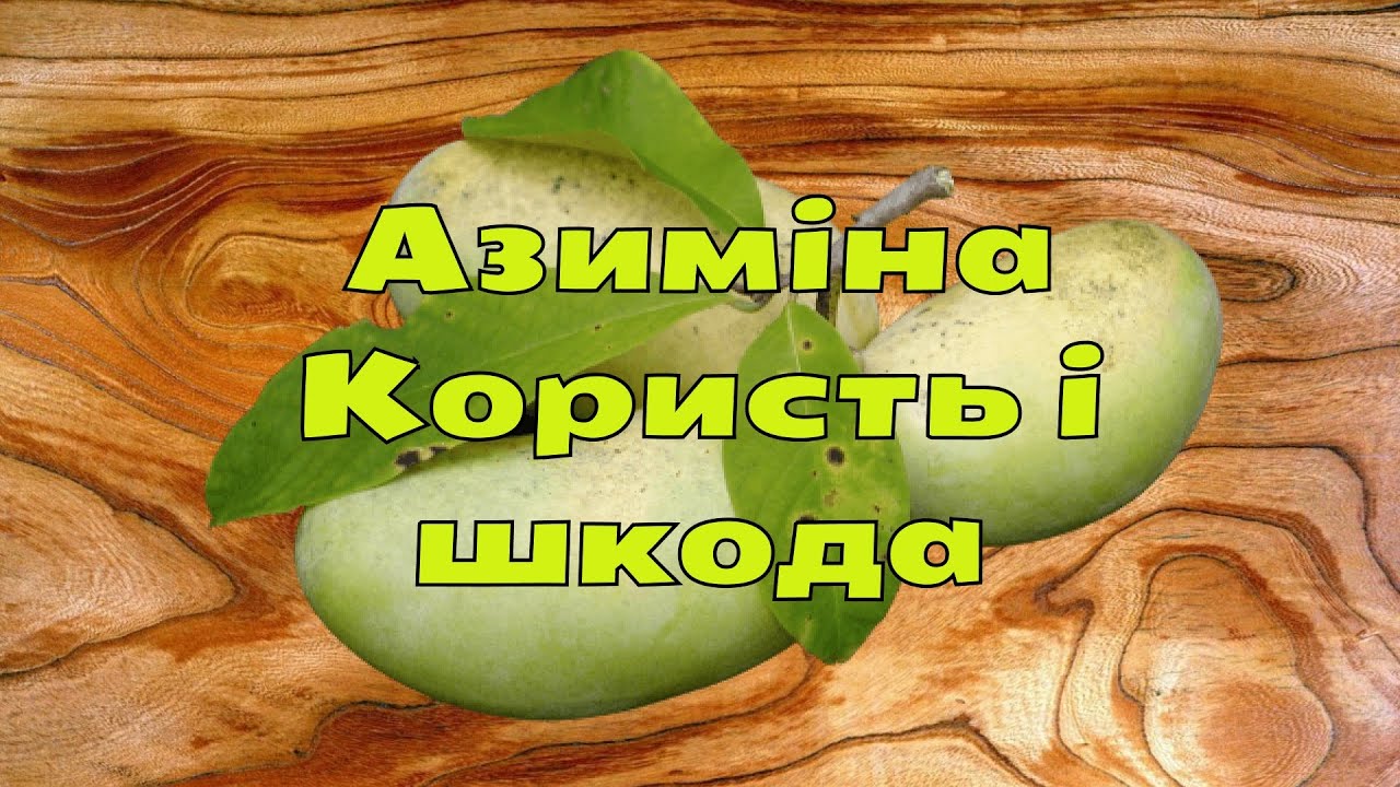 Азиміна (Pawpaw) (Asimina triloba ) Користь і шкідливість на організм людини
