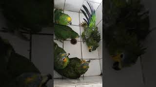 Loros hablando en día de baño