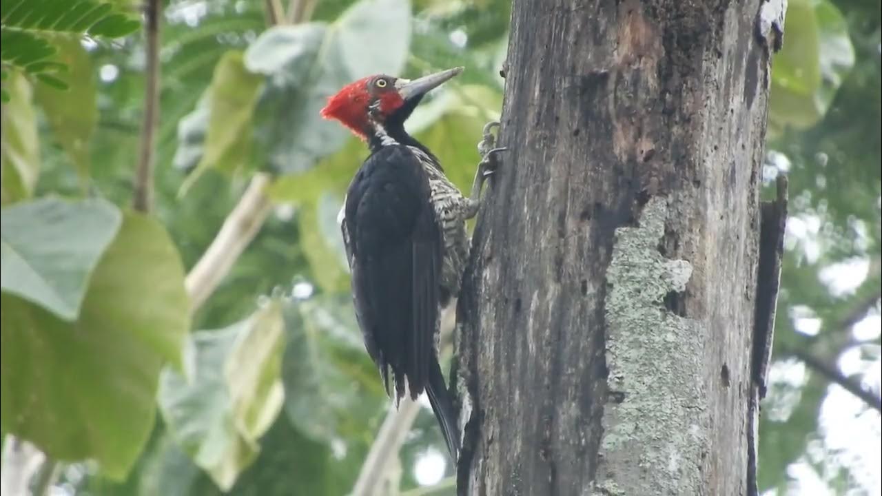 Tamborilar do Picapaudetopetevermelho (Campephilus melanoleucos