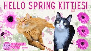 Hello Spring Kitties! | Life With 18 Cats