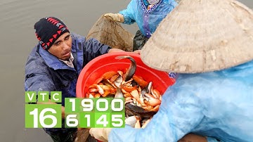 Làng cá chép đỏ ảm đạm ngày ông Công ông Táo | VTC16