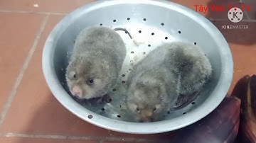 Tiết Canh Dúi ,Đầu xuân đi rừng đào Dúi về đánh tiết canh của ae Tây Yên Tử TV