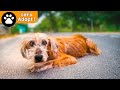 The most inspiring dog rescue story you will watch today