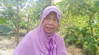 Bunda halimah Pakar Herbal Indonesia asli Madura