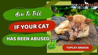 How To tell If A Cat Has Been Abused