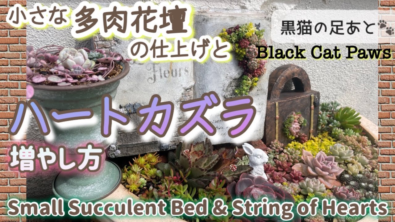 ハートカズラの増やし方】【小さな多肉花壇の仕上げ】Vol.246 - YouTube