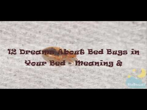 Video: Zeptejte Se Adventure Doc: Co Jsou To Bed Bugs? Matador Network