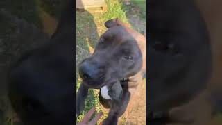 funny dogs compilation 🤣😂 #309 by Doggy Lands No views 10 months ago 1 minute, 6 seconds