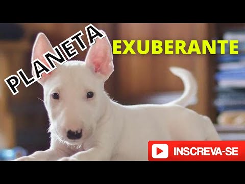 Vídeo: Conheça The Bark Behind The Box: Uma visita de Insider do QG mais amigável para cães de Nova York