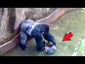 Мальчик упал в вольер с гориллами. То, что с ним сделали животные, шокировало всех!
