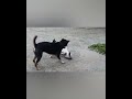 Dog attacks cat    warning graphic content  