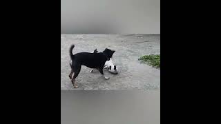 dog attacks cat   ( warning graphic content ) !!! by animal raw behavior 644,729 views 2 years ago 5 minutes, 12 seconds