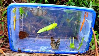 Catch praying mantises🦋🦋green grasshoppers and beautiful colored butterflies