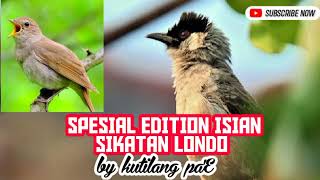 TOP..!!!!!! SPESIAL EDITION CETAK BURUNG KUTILANG GACOR ISIAN SIKATAN LONDO DENGAN MASTERAN INI