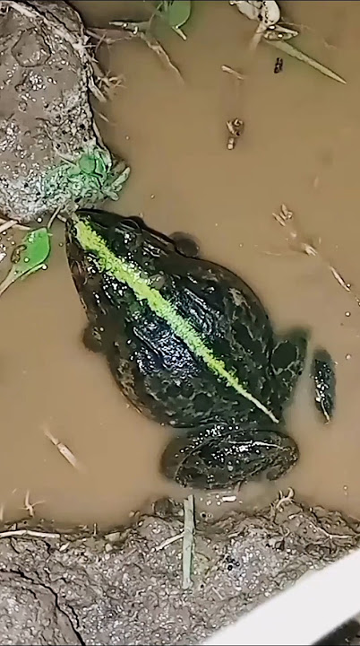 Suara Kodok Ijo