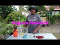 How to make an Organic insecticide. Simple and effective solution by Arman Abaño. You can try it.