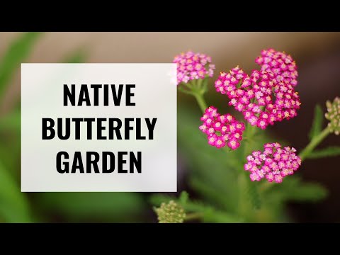 Video: Zone 5 Butterfly Garden Plants - Plantas adecuadas para mariposas en la zona 5