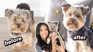 How To Groom Your Dog At Home! FULL IN-DEPTH TIPS FOR PUPPY GROOMING