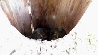 Tengmalm’s Owl nest box check