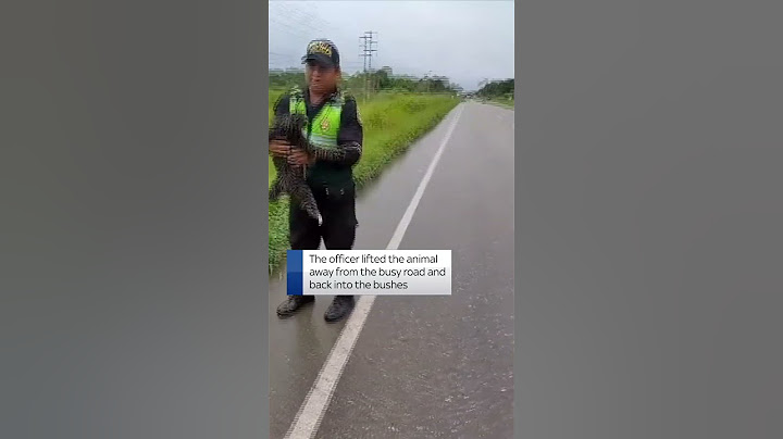 Police officers in Peru rescue a sloth after it was found slowly crawling across a busy highway
