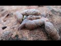 Caracol Rumina Decollata