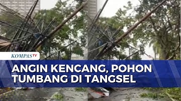Diterjang Hujan Deras dan Angin Kencang, 2 Pohon Setinggi 10 Meter Tumbang di Tangsel | SAPA MALAM