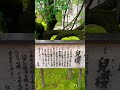 世界でここだけ!?大井の西光寺に咲く幻の「兒桜」と、葉桜が紡ぐ新緑の輝きが凄すぎる。 The World's Unique Cherry Tree: Discovering the legend