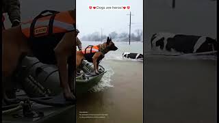 Dogs are heroes 🦸