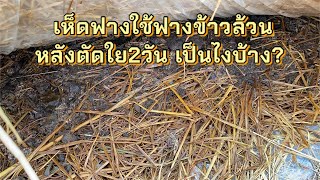 เห็ดฟางกองเตี้ย ใช้ฟางข้าวล้วน ตัดใย2วัน เป็นไงบ้าง | มังกรฟาร์ม