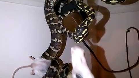 feeding princess my irian jaya carpet python