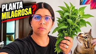Uma Planta que Cura Tudo nos Gatos 💥(Rins, Bexiga, Articulações, Pele)😮