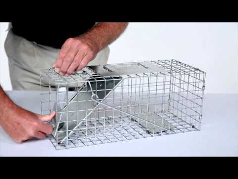 How to Build a “Stairway to Heaven” Rat Trap in 15 Minutes