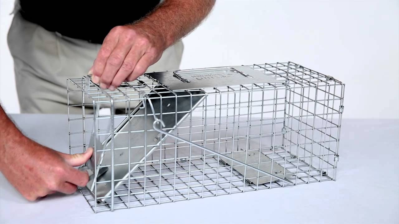 How to Set: Havahart® Small 1-Door Trap Model #1077 for Small Squirrels &  Small Rabbits 